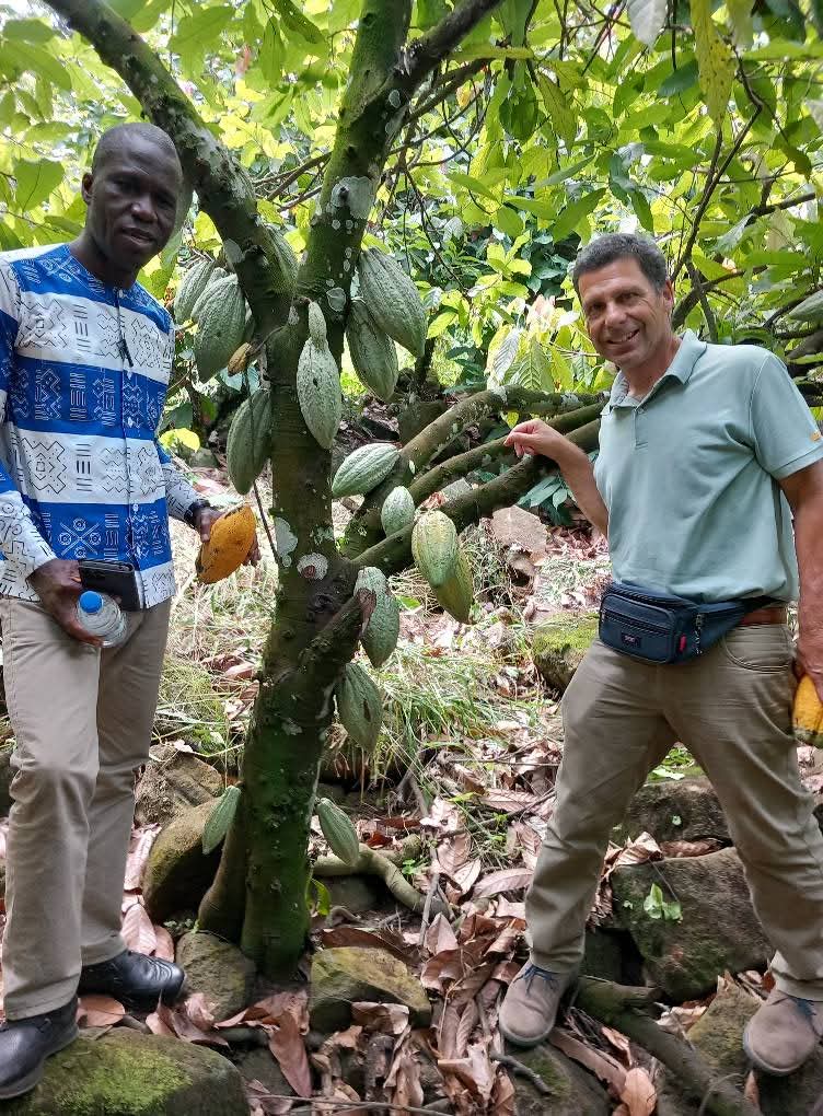 Cocoa fruits_Q Migheli