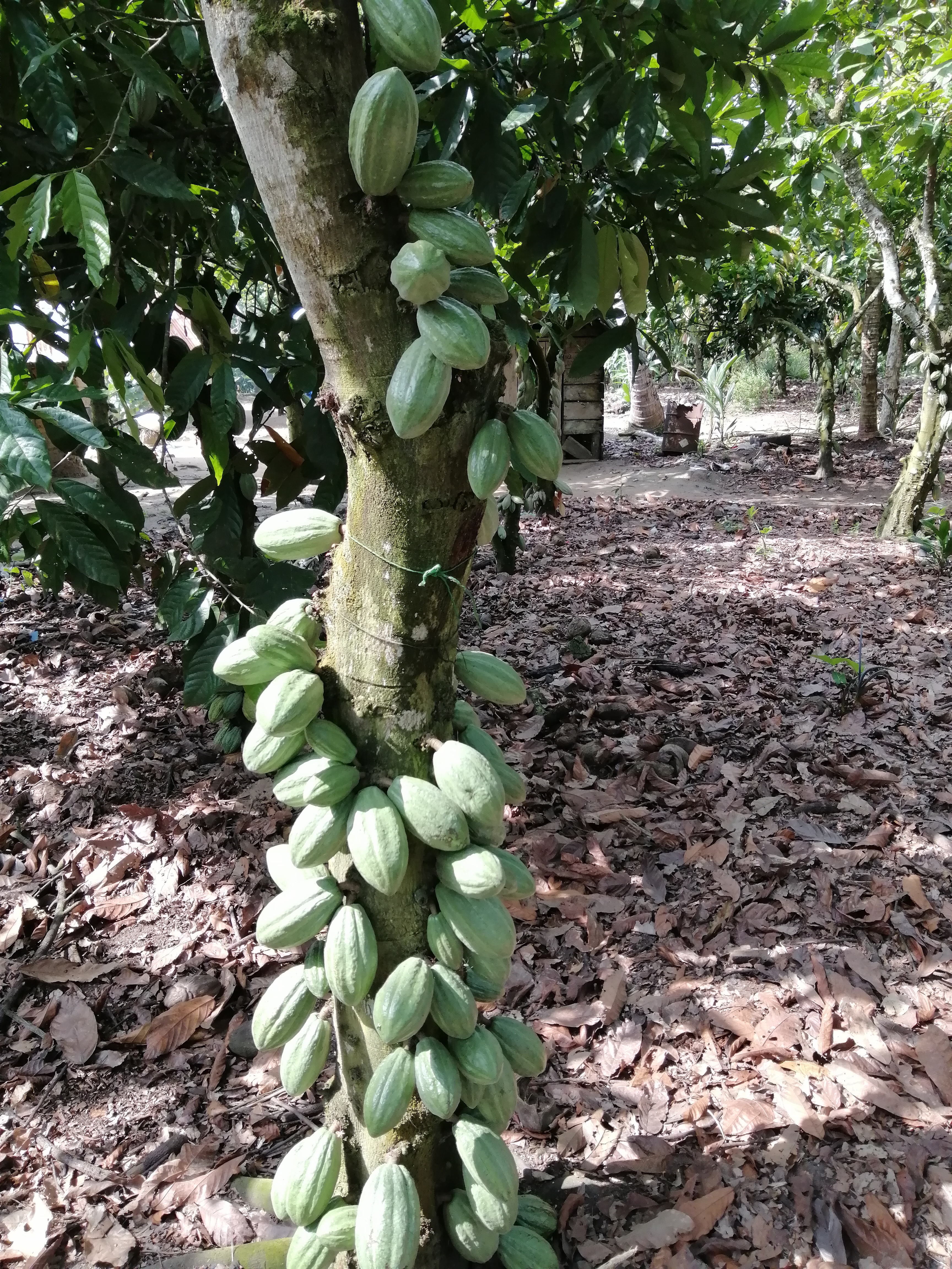 Cocoa fruits