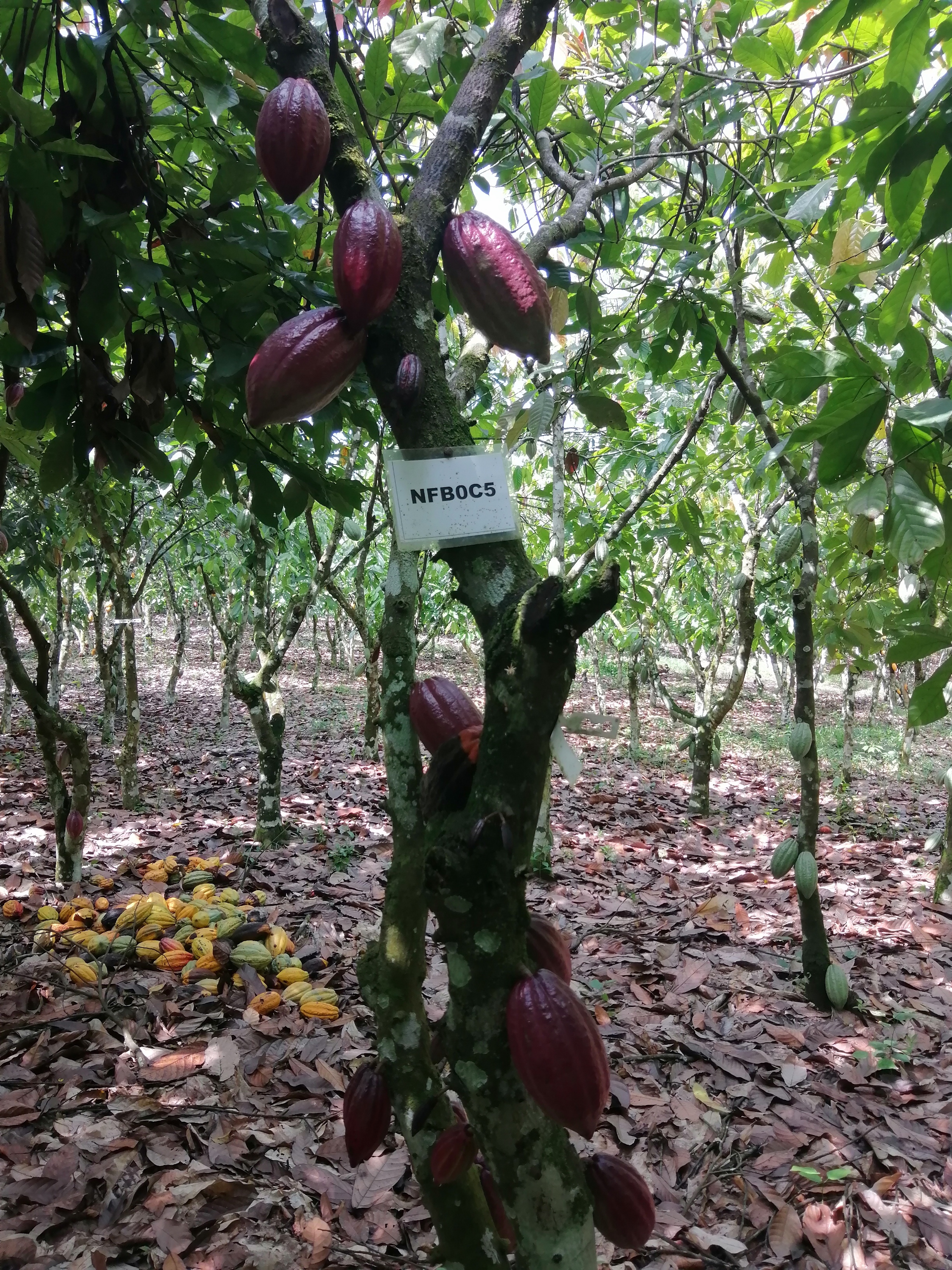 Cocoa fruits