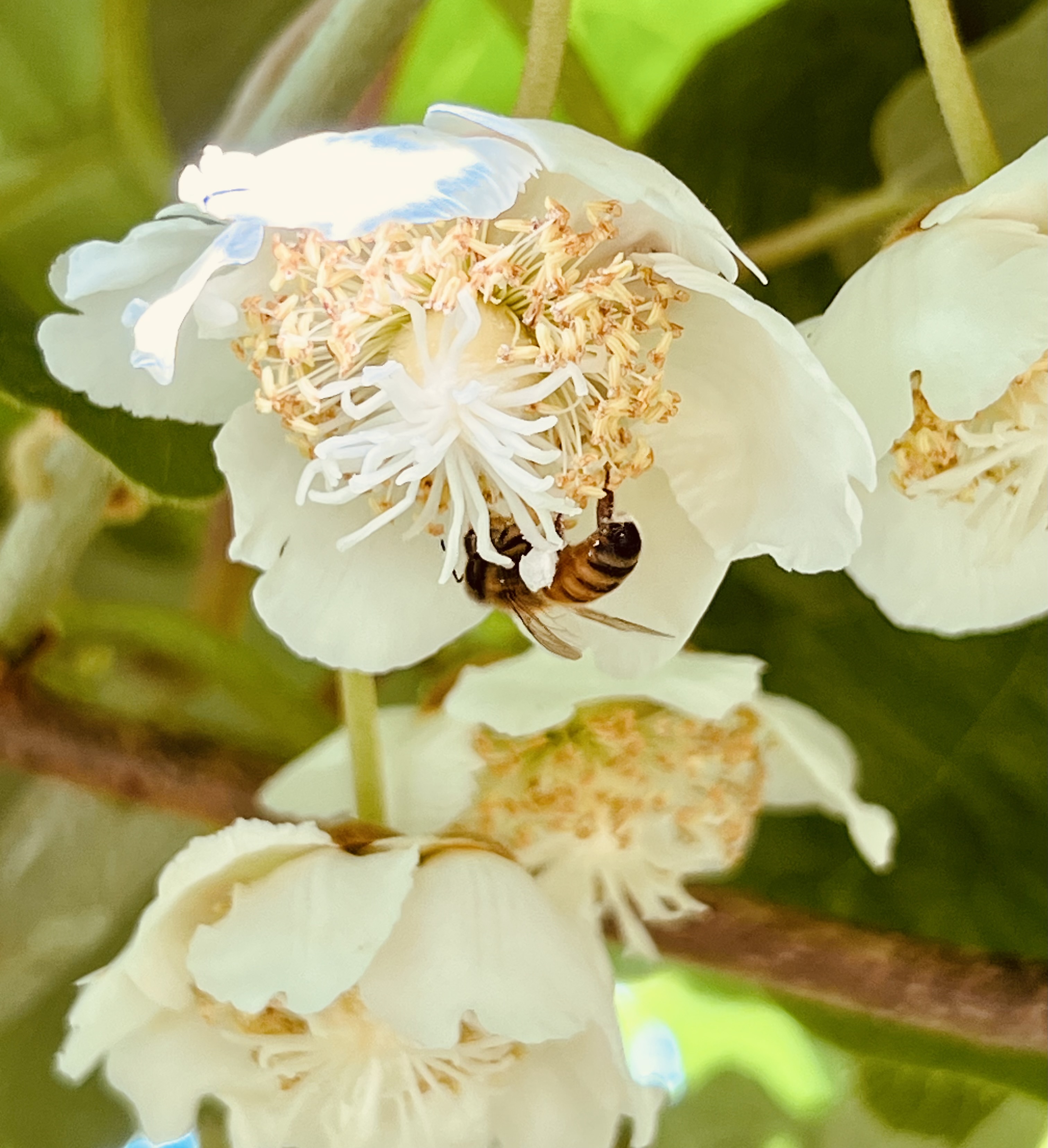 Immagine Argentina Pusceddu - Ciabattini_2