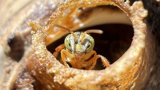 Immagine Argentina Pusceddu - Ciabattini