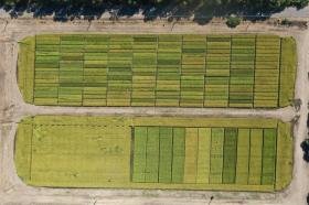 Azienda Ottava_colture erbacee