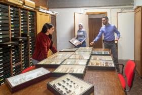 Collezione Entomologica