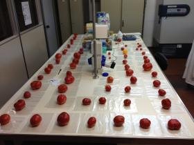 Labratorio genetica agraria_pomod x rna