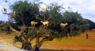 Pianta Argan pascolata_ Essaouira -Marocco